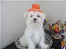maltese puppy posted by Elegant Babies